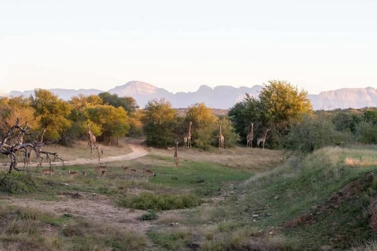 /uploads/africa-listings/gallery/thumbs/BushriverLodge-Hoedspruit-bushriver8-jpg-Gallery-2025-06-05.jpg