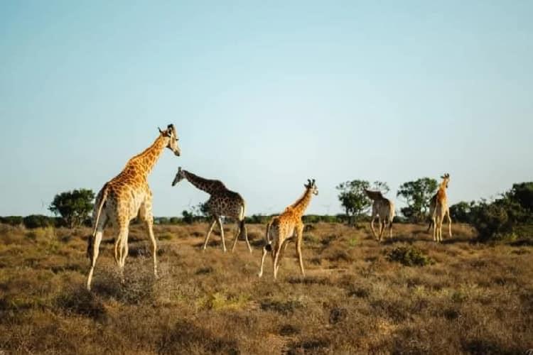 /uploads/africa-listings/gallery/thumbs/LonghillLodge-long3-jpg-Gallery-2024-12-09.jpg